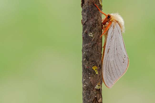 Ghost Moth (Hepialus humuli). County Durham, United Kingdom. June 2020