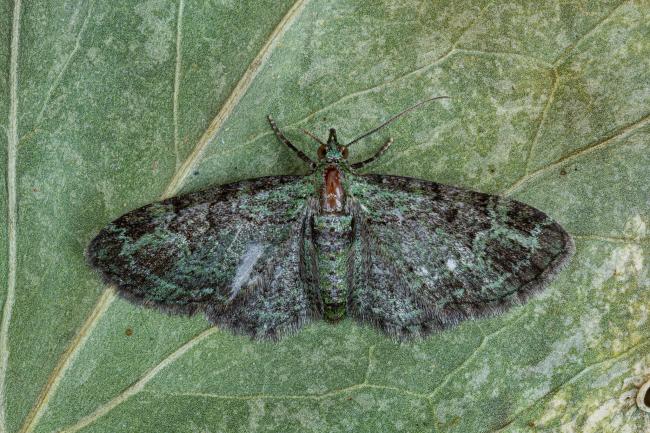 Green Pug (Pasiphila rectangulata). County Durham, United Kingdom. June 2020