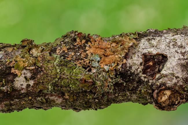 Green Arches (Anaplectoides prasina). County Durham, United Kingdom. July 2020