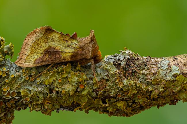 Burnished Brass (Diachrysia chrysitis). County Durham, United Kingdom. July 2020