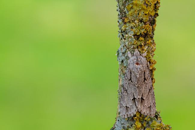 Dark/Grey Dagger (Acronicta tridens/psi). County Durham, United Kingdom. July 2020