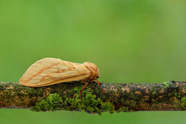 Ghost Moth (Hepialus humuli). County Durham, United Kingdom. July 2020