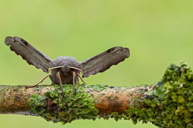 Poplar Hawk-moth (Laothoe populi). County Durham, United Kingdom. July 2020