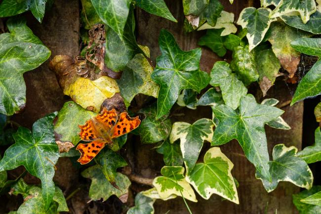 Comma (Polygonia c-album). County Durham, United Kingdom. July 2020