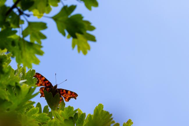 Comma (Polygonia c-album). County Durham, United Kingdom. July 2020