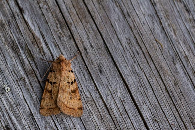 Plain Clay (Eugnorisma depuncta). Inverness, United Kingdom. July 2020