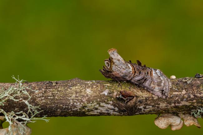 Spectacle (Abrostola tripartita). Inverness, United Kingdom. July 2020