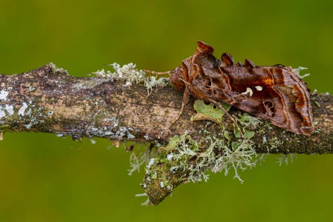 Beautiful Golden Y (Autographa pulchrina). Inverness, United Kingdom. July 2020