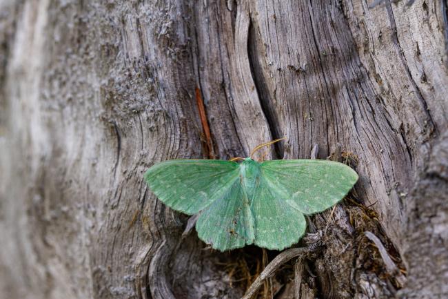 Large Emerald (Geometra papilionaria). Inverness, United Kingdom. July 2020