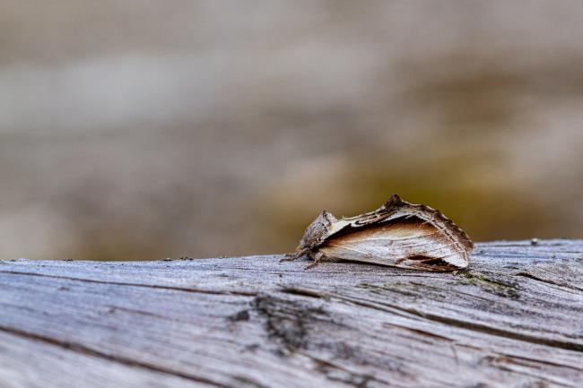 Lesser Swallow Prominent (Pheosia gnoma). Inverness, United Kingdom. July 2020