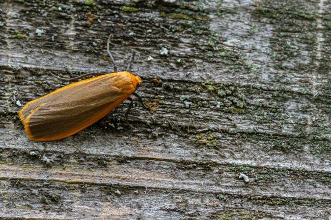 Buff Footman (Eilema depressa). Perth and Kinross, United Kingdom. August 2020