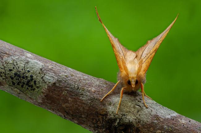 Dusky Thorn (Ennomos fuscantaria). County Durham, United Kingdom. August 2020