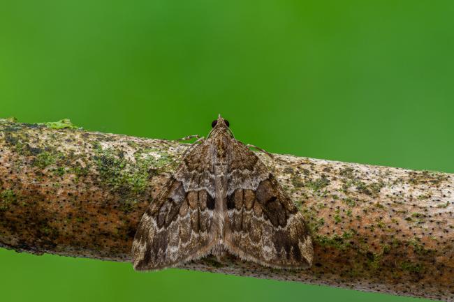 Spruce Carpet (Thera britannica). County Durham, United Kingdom. August 2020