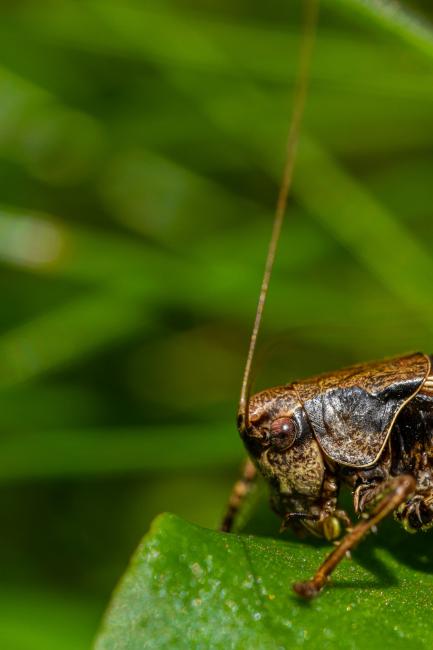 Dark Bush-cricket (Pholidoptera griseoaptera). Dyfed, United Kingdom. September 2020