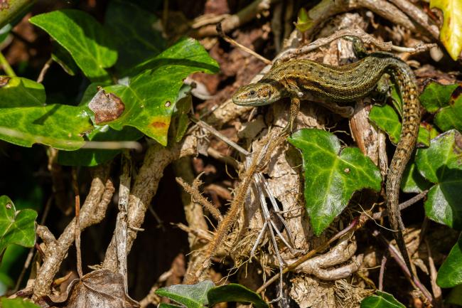 Common Lizard (Zootoca vivipara). Dyfed, United Kingdom. September 2020