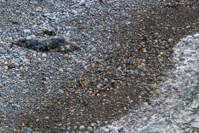 Grey Seal (Halichoerus grypus). Dyfed, United Kingdom. September 2020