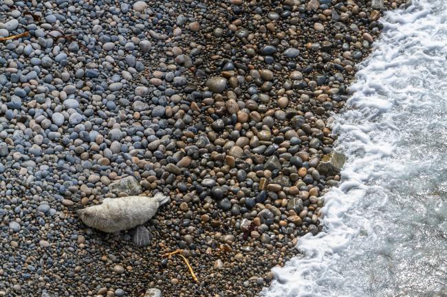 Grey Seal (Halichoerus grypus). Dyfed, United Kingdom. September 2020