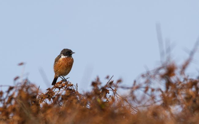 European Stonechat (Saxicola rubicola). Dyfed, United Kingdom. September 2020