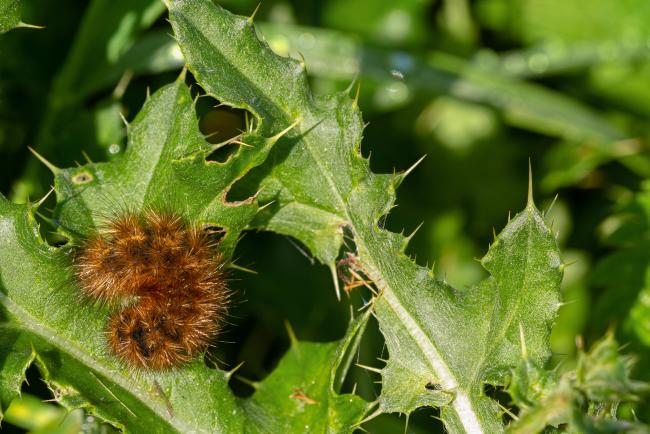 Ruby Tiger Moth (Phragmatobia fuliginosa). County Durham, United Kingdom. September 2020