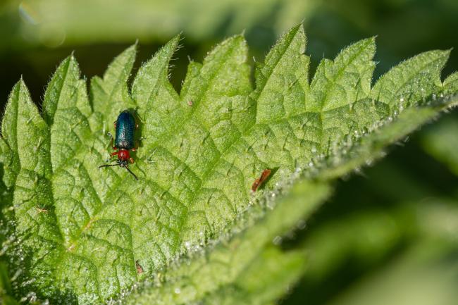 Cereal Leaf Beetle sp. (Oulema sp.). County Durham, United Kingdom. September 2020