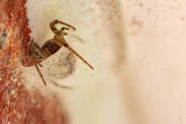 Missing-sector Orb Weaver (Zygiella x-notata). County Durham, United Kingdom. October 2020