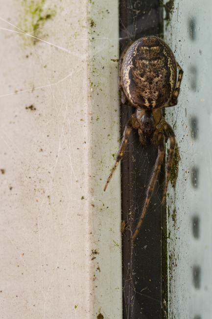 Missing-sector Orb Weaver (Zygiella x-notata). County Durham, United Kingdom. October 2020