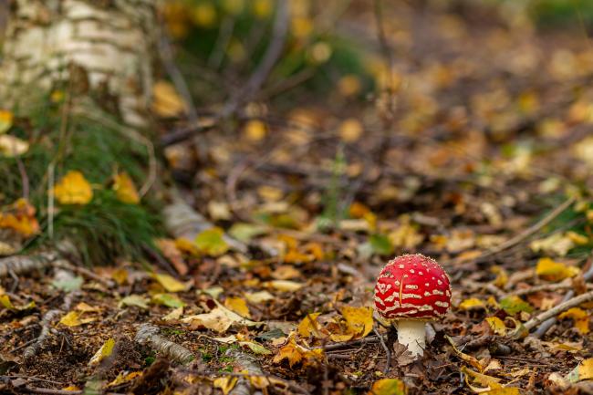 Fly Agaric (Amanita muscaria). County Durham, United Kingdom. October 2020