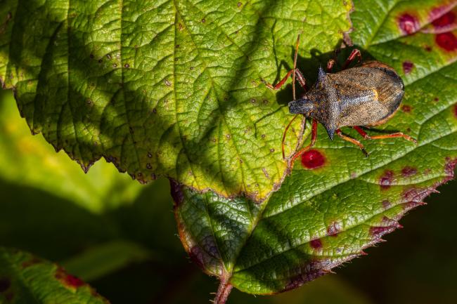 Spiked Shieldbug (Picromerus bidens). County Durham, United Kingdom. October 2020