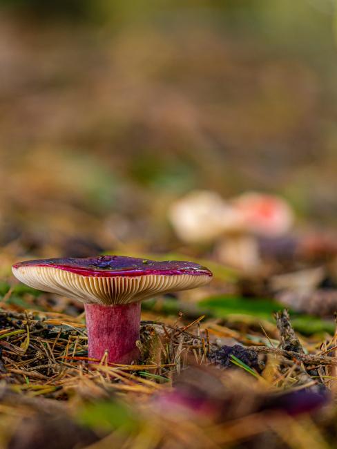 Purple Brittlegill (Russula atropurpurea). County Durham, United Kingdom. October 2020