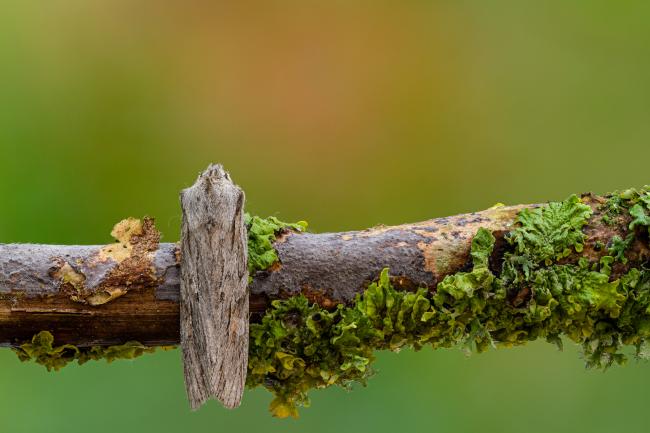 Blairs Shoulder Knot (Lithophane leautieri). County Durham, United Kingdom. October 2020