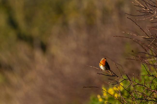 European Robin (Erithacus rubecula). County Durham, United Kingdom. December 2020