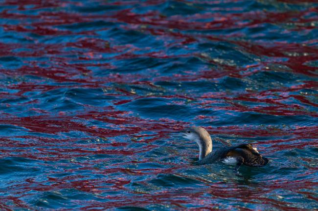 Black-throated Diver (Gavia arctica). County Durham, United Kingdom. December 2020