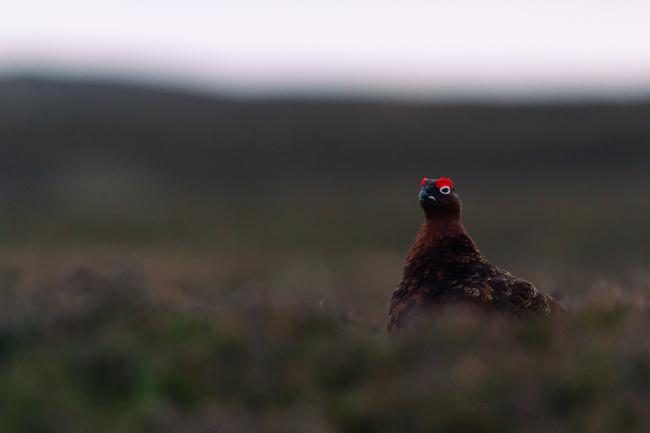 Red Grouse (Lagopus lagopus scotica). County Durham, United Kingdom. December 2020