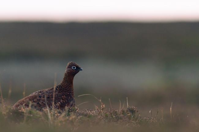 Red Grouse (Lagopus lagopus scotica). County Durham, United Kingdom. December 2020