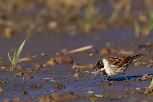 Common Reed Bunting (Emberiza schoeniclus). County Durham, United Kingdom. February 2021