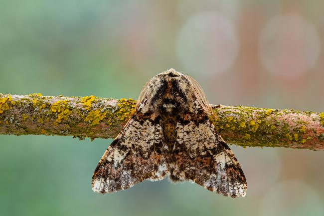 Oak Beauty (Biston strataria). County Durham, United Kingdom. March 2021