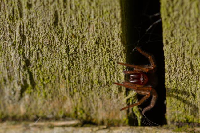 Laceweb Spider (Amarobius sp.). County Durham, United Kingdom. March 2021