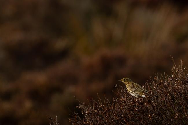 Meadow Pipit (Anthus pratensis). County Durham, United Kingdom. March 2021