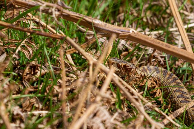 Adder (Vipera berus). County Durham, United Kingdom. March 2021