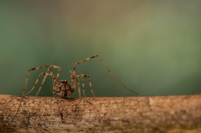 Harvestman sp. (Opiliones sp.). County Durham, United Kingdom. April 2021