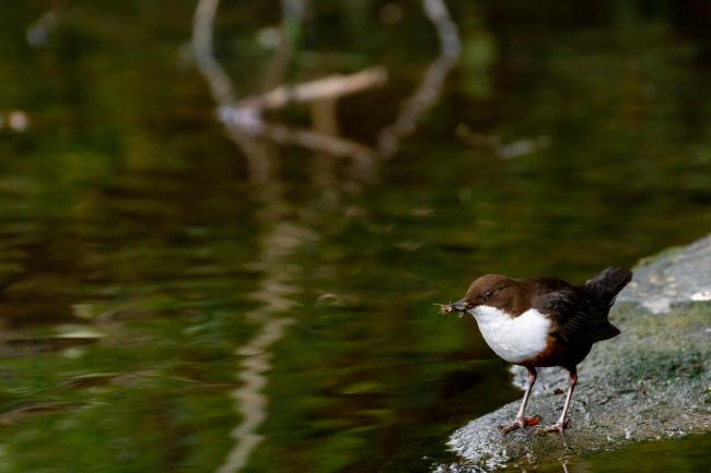 White-throated Dipper (Cinclus cinclus). County Durham, United Kingdom. April 2021