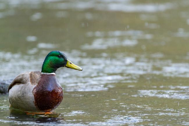 Mallard (Anas platyrhynchos). County Durham, United Kingdom. April 2021