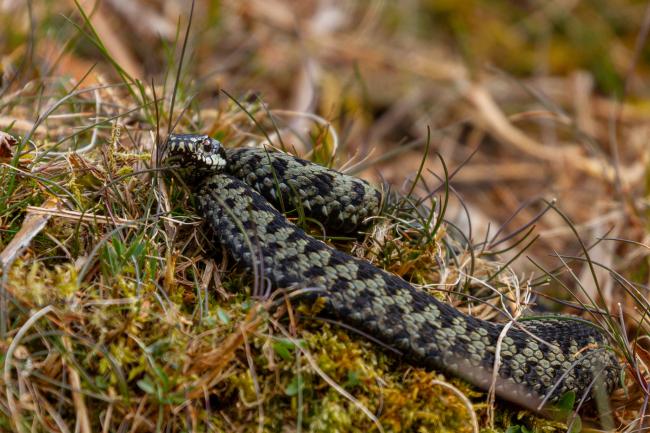 Adder (Vipera berus). County Durham, United Kingdom. April 2021