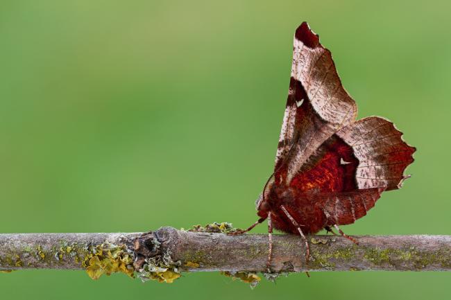 Purple Thorn (Selenia tetralunaria). County Durham, United Kingdom. April 2021