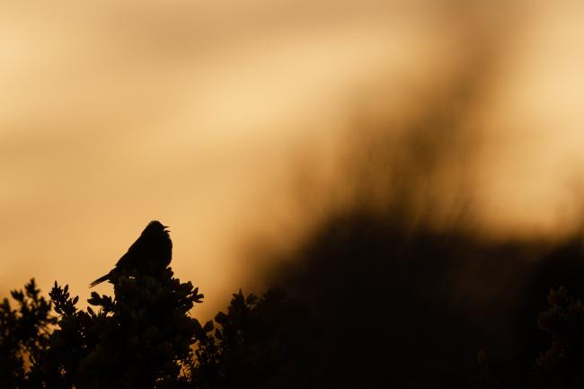 Yellowhammer (Emberiza citrinella). County Durham, United Kingdom. April 2021