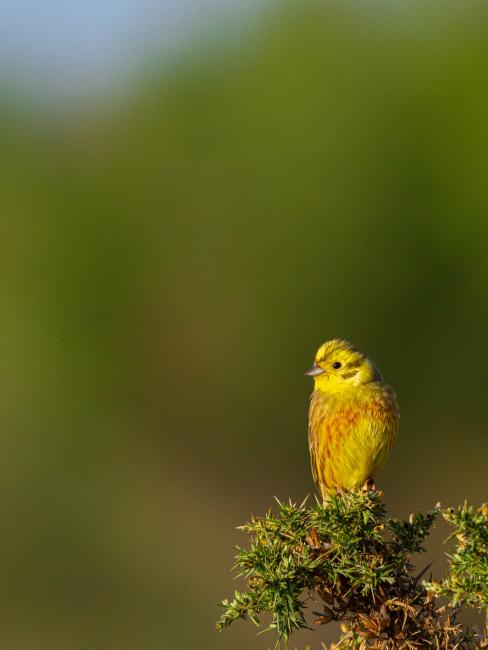 Yellowhammer (Emberiza citrinella). County Durham, United Kingdom. May 2021