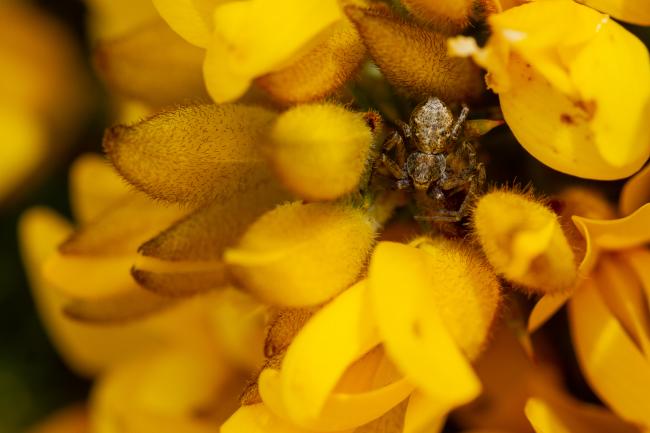 Crab Spider (Xysticus sp.). County Durham, United Kingdom. May 2021