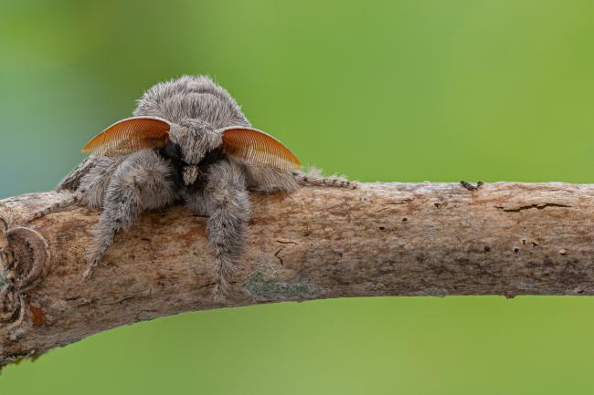 Pale Tussock (Calliteara pudibunda). County Durham, United Kingdom. May 2021