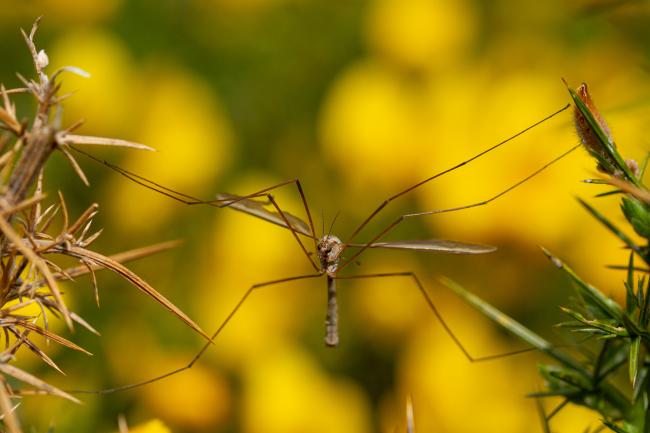 Crane Fly (Tipula sp.). County Durham, United Kingdom. May 2021