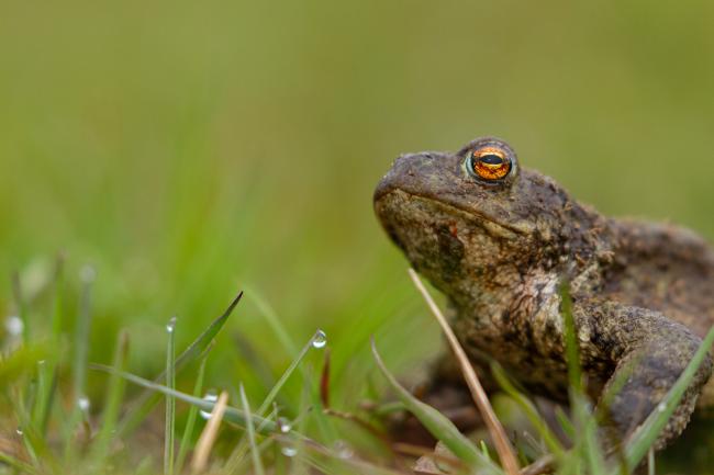 Common Toad (Bufo bufo). County Durham, United Kingdom. May 2021